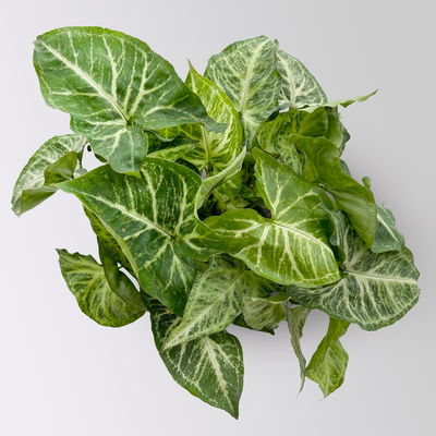 Syngonium 'Arrow', Topf-Ø 12cm, Höhe ca. 25 cm, 3 Stück Syngonium 'Arrow', Topf-Ø 12cm, Höhe ca. 25 cm, 3 Stück