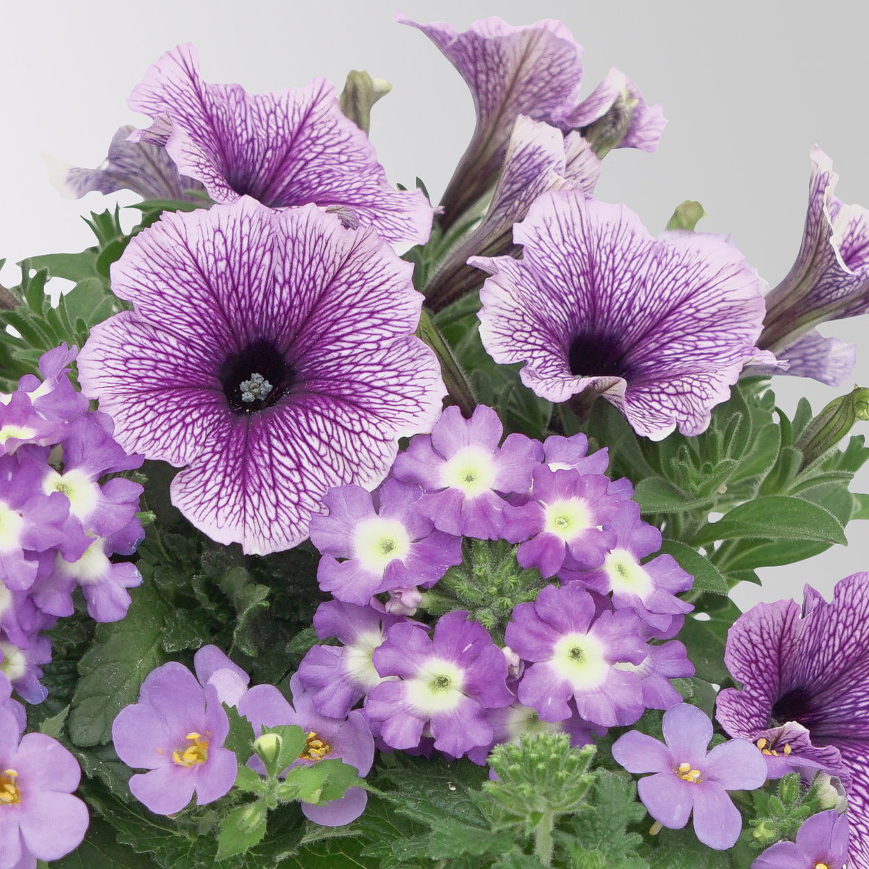 Sommerblumen-Mix, nach Verfügbarkeit, Topf-Ø 13 cm, 3 Pflanzen
