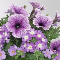 Sommerblumen-Mix, nach Verfügbarkeit, Topf-Ø 13 cm, 3 Pflanzen