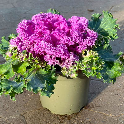 Zierkohl, grün-lila, kraus, Topf-Ø 12 cm, 6 Pflanzen