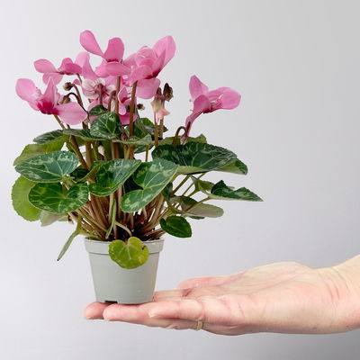 Alpenveilchen Mini, rosa, schirmartig, Topf-Ø 6 cm, 10 Pflanzen Alpenveilchen Mini, rosa, schirmartig, Topf-Ø 6 cm, 10 Pflanzen