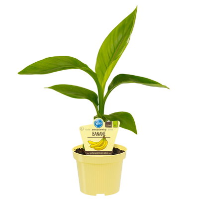 Blu Bio Bananenpflanze, Topf-Ø 12 cm, 2er-Set Blu Bio Bananenpflanze, Topf-Ø 12 cm, 2er-Set