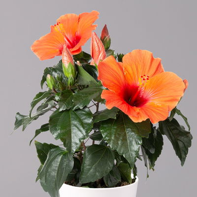 Hibiskus, orange, mit Keramiktopf weiß, Topf-Ø 13 cm, Höhe ca. 35 cm, 2 Pflanzen
