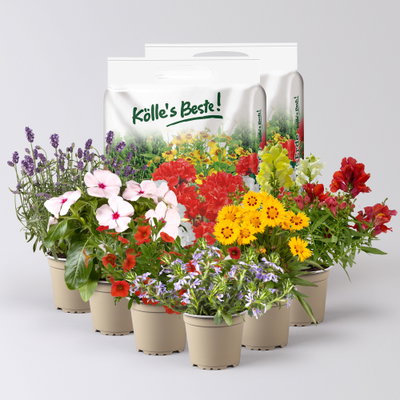 Pflanzenkreation Bunter Sommer, groß, 6 Pflanzen inkl. Erde Pflanzenkreation Bunter Sommer, groß, 6 Pflanzen inkl. Erde