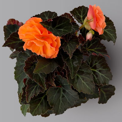 Begonie 'Orangedrops®' orange, Topf-Ø 12 cm, 6 Pflanzen Begonie 'Orangedrops®' orange, Topf-Ø 12 cm, 6 Pflanzen