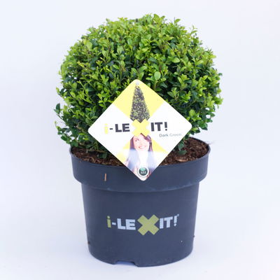 Ilex crenata 'Dark Green®', Kugel mit ca. 25 cm Ø, Topf-Ø 23 cm Ilex crenata 'Dark Green®', Kugel mit ca. 25 cm Ø, Topf-Ø 23 cm