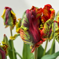 Papagei-Tulpe orange-rot, vorgetrieben, Topf-Ø 15 cm, 3 Pflanzen