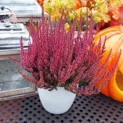 Knospenheide 'Picasso' gefärbt, Farben zufällig, Topf-Ø 12 cm, 6 Pflanzen Knospenheide 'Picasso' gefärbt, Farben zufällig, Topf-Ø 12 cm, 6 Pflanzen