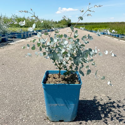Silberblauer Eucalyptus gunnii 'Silverana'®, im 5 lt. Topf Silberblauer Eucalyptus gunnii 'Silverana'®, im 5 lt. Topf