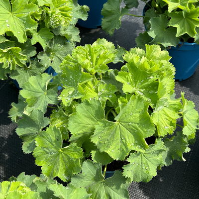 Frauenmantel, gelb-grün, Topf 3 Liter Frauenmantel, gelb-grün, Topf 3 Liter