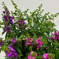 Angelonia 'Trio' rosa-weiß-lila/blau, Topf-Ø 15 cm, 3er-Set