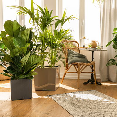 Lechuza 'Cube Premium 30', anthrazit, ca. 29,5 x 29,5 x H 30 cm Lechuza 'Cube Premium 30', anthrazit, ca. 29,5 x 29,5 x H 30 cm