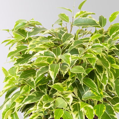 Grünpflanzen Überraschungs-Mix, Topf-Ø 11-14 cm, Höhe 15-50 cm, 6 Pflanzen Grünpflanzen Überraschungs-Mix, Topf-Ø 11-14 cm, Höhe 15-50 cm, 6 Pflanzen