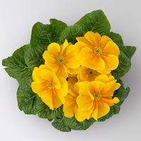 Primel dunkelgelb bis orange, Topf-Ø 10,5 cm, 8 Pflanzen Primel dunkelgelb bis orange, Topf-Ø 10,5 cm, 8 Pflanzen