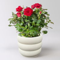 'Für Dich' - rote Rose im Übertopf inkl. Grußkarte 'Für Dich' - rote Rose im Übertopf inkl. Grußkarte