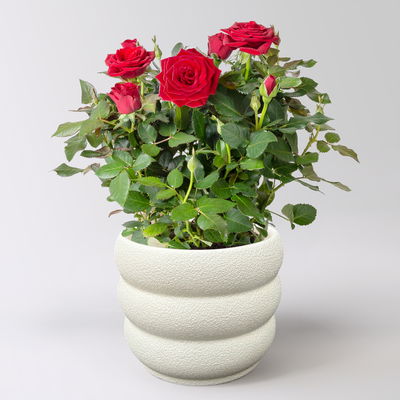 'Für Dich' - rote Rose im Übertopf inkl. Grußkarte 'Für Dich' - rote Rose im Übertopf inkl. Grußkarte