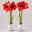 Amaryllis in Wachs XL, Dekor 'Superior Pearl', Blüte rot, 2 Pflanzen Amaryllis in Wachs XL, Dekor 'Superior Pearl', Blüte rot, 2 Pflanzen