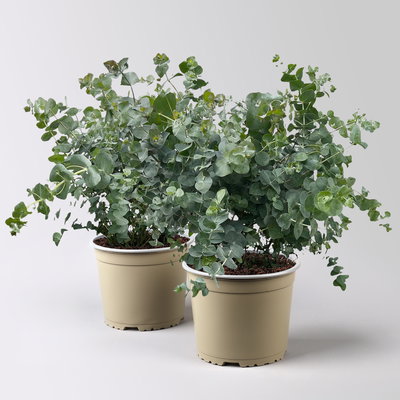 Eukalyptus 'Silver Dollar', Topf-Ø 17 cm, 2 Pflanzen