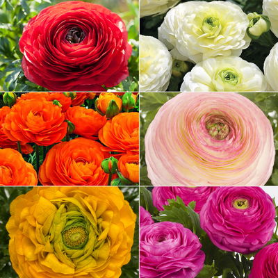 Ranunkel, Farbe zufällig, Topf-Ø 10,5 cm, 6 Pflanzen