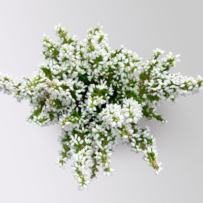 Glockenheide Mini 'Beauty Queens®', Farben zufällig, Topf-Ø 6 cm, 12 Pflanzen Glockenheide Mini 'Beauty Queens®', Farben zufällig, Topf-Ø 6 cm, 12 Pflanzen