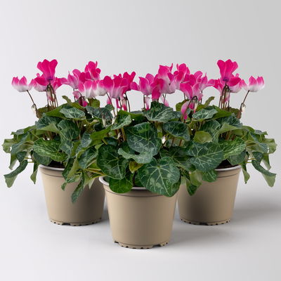 Alpenveilchen 'Meine Beste', rosa-weiß, Topf-Ø 13 cm, 3 Pflanzen Alpenveilchen 'Meine Beste', rosa-weiß, Topf-Ø 13 cm, 3 Pflanzen