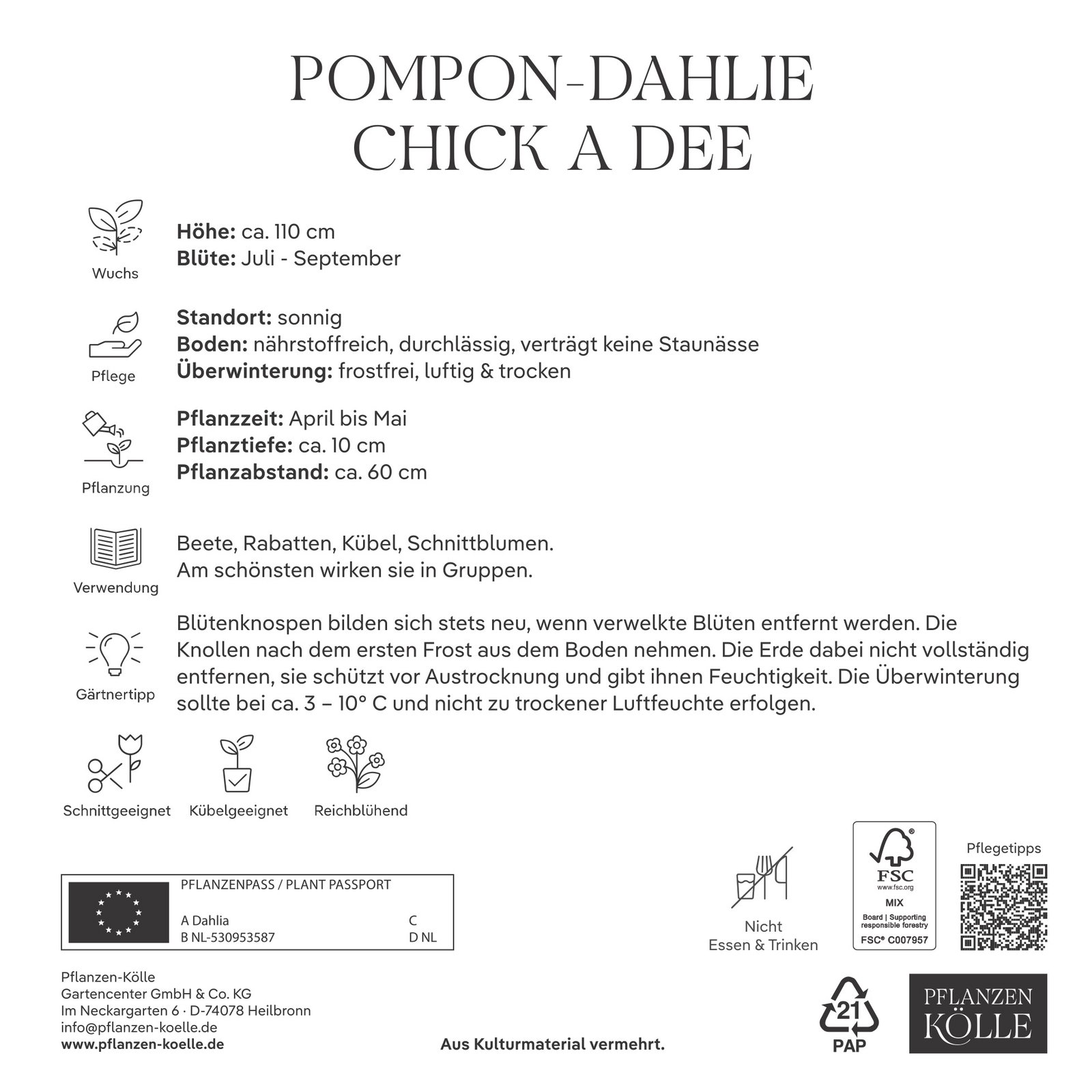 Kölles Beste Pompon-Dahlie Chick a Dee, 3 Blumenknollen