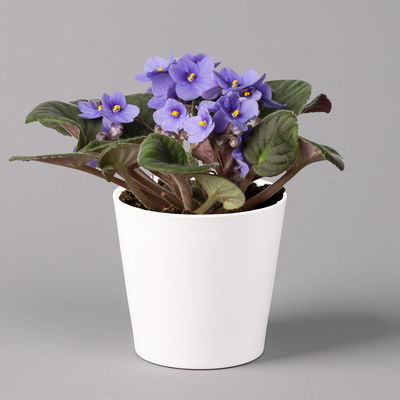 Usambaraveilchen in Keramiktopf Dallas weiß, hellblau, Topf-Ø 12 cm, 3er-Set Usambaraveilchen in Keramiktopf Dallas weiß, hellblau, Topf-Ø 12 cm, 3er-Set