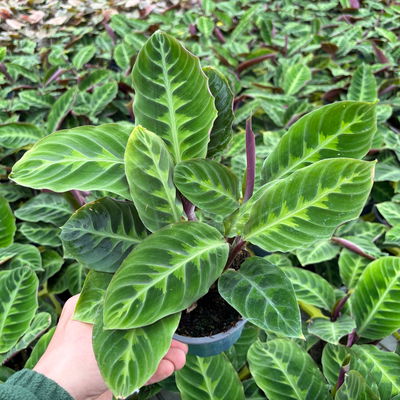 Calathea zebrina, grün gemustert, Topf Ø 12 cm, 2 Pflanzen