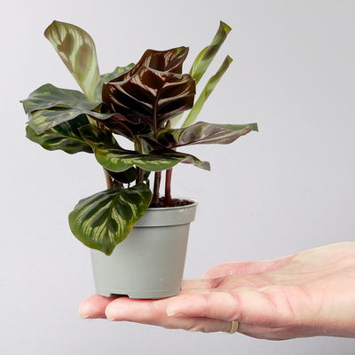 Calathea Mini Mix zufällig, Topf-Ø 7 cm, Höhe ca. 10-15 cm, 8 Pflanzen Calathea Mini Mix zufällig, Topf-Ø 7 cm, Höhe ca. 10-15 cm, 8 Pflanzen