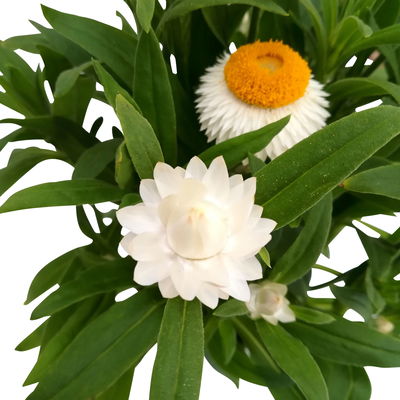 Strohblume weiß, Topf- Ø 12 cm, 6 Stück