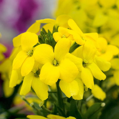 Bio Goldlack, Farben zufällig, Topf-Ø 12 cm, 3 Pflanzen Bio Goldlack, Farben zufällig, Topf-Ø 12 cm, 3 Pflanzen