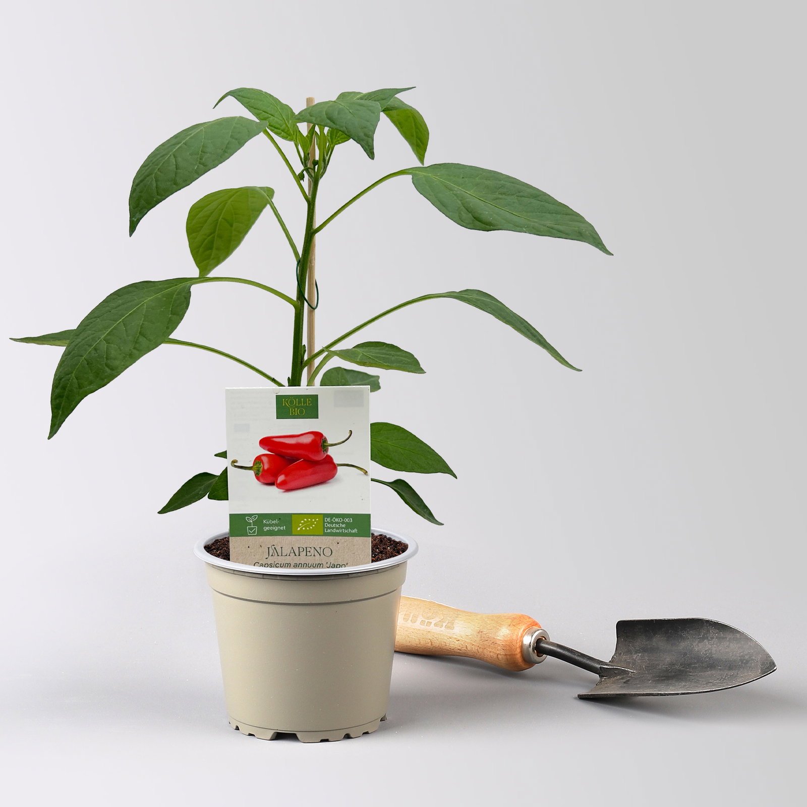 Bio Jalapeno 'Japo', Topf-Ø 12 cm, 3 Pflanzen Bio Jalapeno 'Japo', Topf-Ø 12 cm, 3 Pflanzen