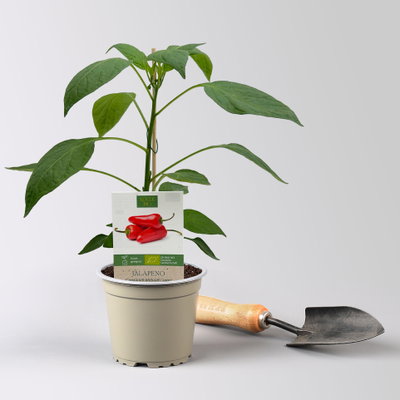 Bio Jalapeno 'Japo', Topf-Ø 12 cm, 3 Pflanzen Bio Jalapeno 'Japo', Topf-Ø 12 cm, 3 Pflanzen