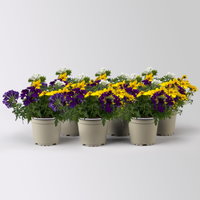 Sommerblumen Mix TrioMio™ 'Tweety Wave' weiß-blau-gelb, Topf-Ø 12 cm, 6 Pflanzen Sommerblumen Mix TrioMio™ 'Tweety Wave' weiß-blau-gelb, Topf-Ø 12 cm, 6 Pflanzen