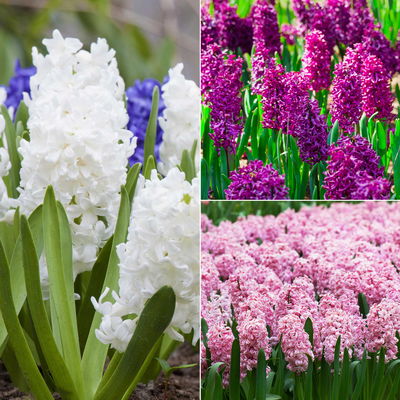 Hyazinthe rosa, weiß & lila, vorgetrieben, Topf-Ø 12 cm, 6 Pflanzen