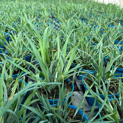 Bio Blaugrüne Segge 'Blue Zinger', Topf-Ø 12 cm, 3 Pflanzen Bio Blaugrüne Segge 'Blue Zinger', Topf-Ø 12 cm, 3 Pflanzen