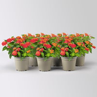 Wandelröschen, rot, Topf-Ø 12 cm, 6 Pflanzen