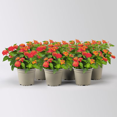 Wandelröschen, rot, Topf-Ø 12 cm, 6 Pflanzen