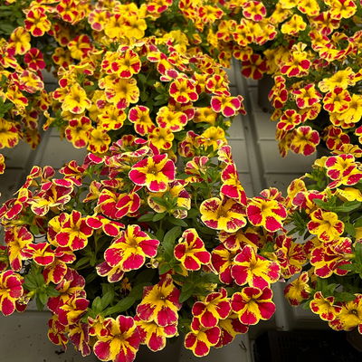 Zauberglöckchen 'Lemon Cherry' rot- gelb, Topf-Ø 13 cm, 6 Pflanzen