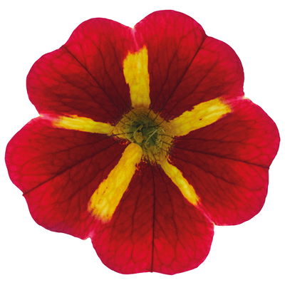 Zauberglöckchen 'Duo', rot & gelb, Topf-Ø 14 cm, 4 Pflanzen