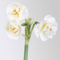 Narzisse 'Bridal Crown' creme, gefüllt, vorgetrieben, Topf-Ø 10 cm, 6 Pflanzen