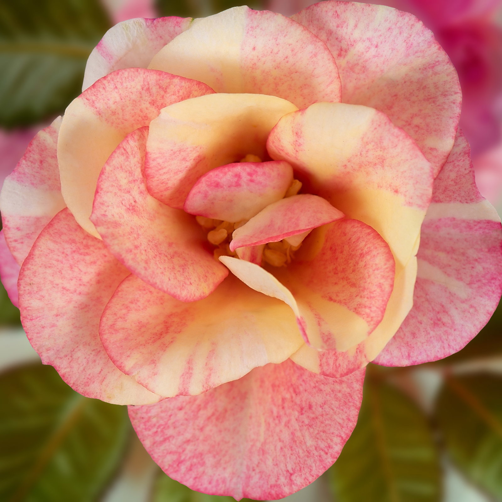 Rose 'Gosia', peach-gelb, Topf-Ø 10,5 cm, 3 Pflanzen