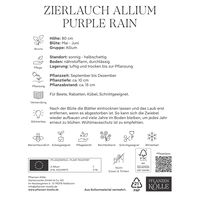 Kölles Beste Zierlauch 'Purple Rain®', lila, 5 Blumenzwiebeln