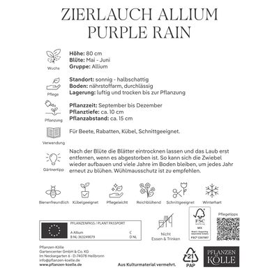 Kölles Beste Zierlauch 'Purple Rain®', lila, 5 Blumenzwiebeln Kölles Beste Zierlauch 'Purple Rain®', lila, 5 Blumenzwiebeln