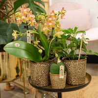 Phalaenopsis, Orangetöne, 2 Rispen, Topf-Ø 9 cm, Höhe ca. 30 cm