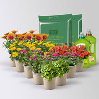 Pflanzenkreation 'Tequila Sunrise', 12 Pflanzen inkl. Erde und Dünger
