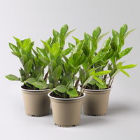 Glücksfeder, Topf-Ø 12 cm, 2 Pflanzen