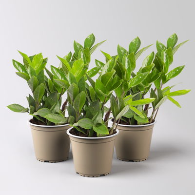 Glücksfeder, Topf-Ø 12 cm, 3 Pflanzen Glücksfeder, Topf-Ø 12 cm, 3 Pflanzen