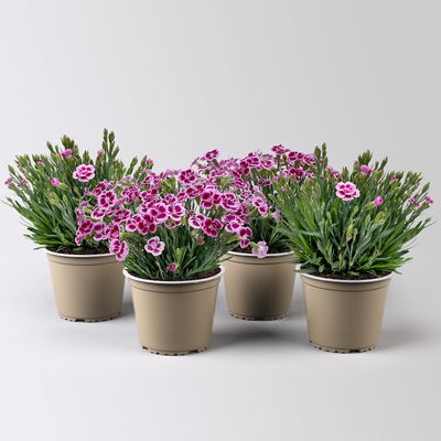 Prinzess-Nelke 'Pink Kisses®' pink-rosa, Topf-Ø 14 cm, 4 Pflanzen