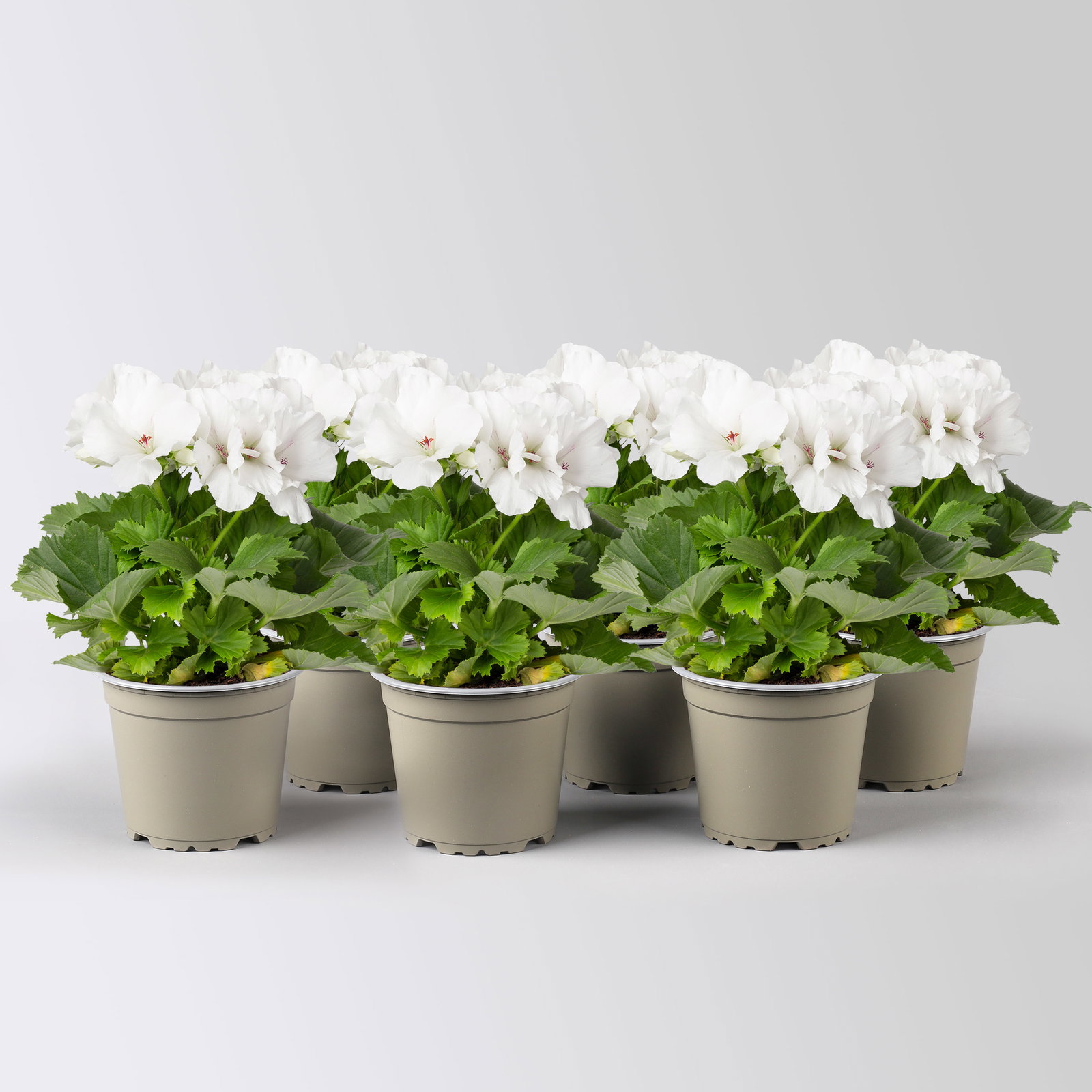 Edelgeranie Bella Donna® 'Don Palido®', weiß, Topf-Ø 12 cm, 6 Pflanzen